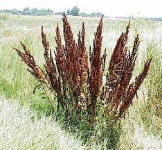 Image result for Rumex crispus