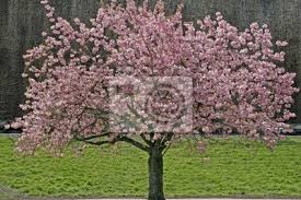 We did not find results for: Prunus Japanischer Kirschbaum Japanische Zierkirsche Leinwandbilder Bilder Prunus Kirschbaum Baum Myloview De
