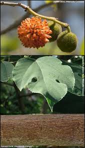 Image result for Broussonetia