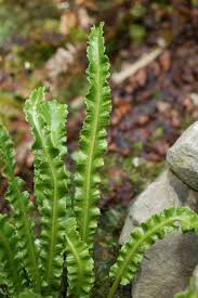 Image result for Asplenium