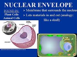 Define nuclear membrane in an animal cell. Cells N N The Smallest Organized Form Of
