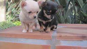 We did not find results for: Chihuahua Puppies For Sale Knoxville Tn Petsidi