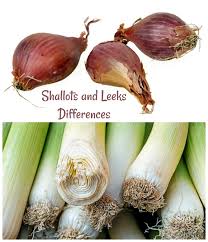 Maybe you would like to learn more about one of these? Shallots Vs Onions What Is The Difference And How To Use Them