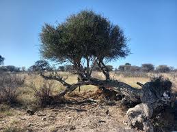 Image result for Boscia albitrunca