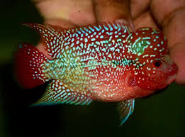 Monster Kok Super Red Kamfamalau Flowerhorn A Quality Ebay Tropical Fish Aquarium Freshwater Aquarium Fish Tropical Fish
