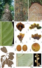Image result for Pouteria pseudoracemosa