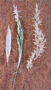 Image result for Eragrostis racemosa