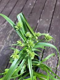 Image result for Cyperus difformis