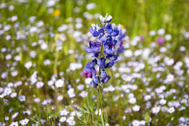 Lupines are a herbaceous perennial plant. Sky Lupine A Lovely California Native Wildflower