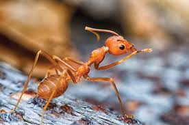 The way that jim just calmly steps aside and lets the guy fall to his which is an exceedingly lame resolution to that fight, but this is 'wild wild west' after all. Baby On Board Pct Pest Control Technology