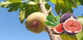 We did not find results for: Cara Menyemai Dan Menanam Pokok Buah Tin Di Rumah M Niaga