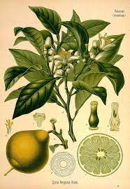 Epingle Sur Bergamote Bergamot Citrus Bergamia Huile Essentielle Hydrolat Aromatherapie