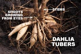 Questions about splitting and storing dahlia tubers are probably the most common i receive and seem to be what people struggle with the most when it in this post i am going to concentrate on the tubers themselves rather than on their storage. How To Store Dahlia Tubers Overwintering Eod