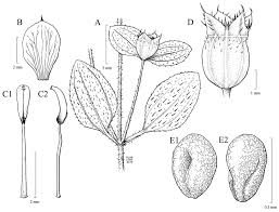 Image result for Antherotoma senegambiensis