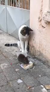 Kedi Fotograflari Resimleri Prispevky Facebook