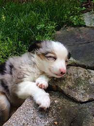 The key is not to have numbers, but high quality. Circle K Farms Teacup Tiny Toys Toys And Miniature Australian Shepherds