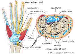 The extensor tendon compartments of the wrist are six tunnels which transmit the long extensor tendons of the forearm.they are located on the posterior aspect of the wrist. Carpal Tunnel Syndrome Description Symptoms Causes Treatment Britannica