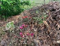 Composting Series: Compost and the Environment
