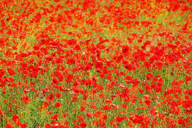 We did not find results for: The Deadly Poppy Field Along The Yellow Brick Road