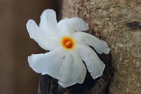 All plants require extra energy to make flowers that's meant to lead to seed production. Forum Night Flowering Jasmine