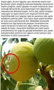 Emine Sudenaz Adli Kullanicinin Mes Affaires Panosundaki Pin Bitki Saglik Bilgi