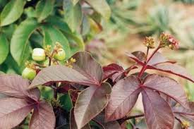 Image result for Jatropha scaposa