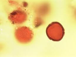 Image result for Nesogordonia