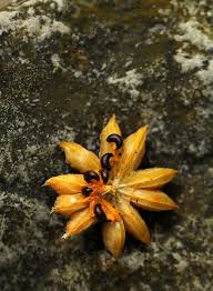 Image result for Turraea floribunda