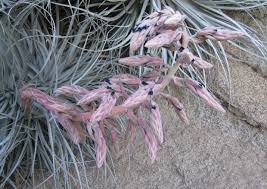 Image result for Pycnostachys coerulea