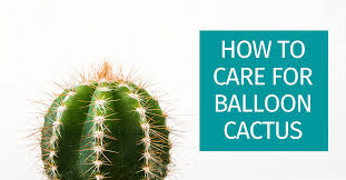 How to prevent black spots on cactus? How To Care For Balloon Cactus Plants A First Time Owners Guide