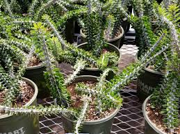 Alluaudia Sukulent Nasil Buyur Ve Bakimi Turkiye Nin Sukulent Ve Kaktus Marketi