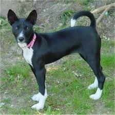 Maybe you would like to learn more about one of these? Basenji Dog Breed Pictures 2