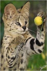 The Fruit Picker By Velvet Paw Amazing Animal Pictures Wild Animals Pictures Serval Cats