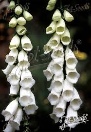 Image result for Digitalis purpurea alba/ red spots