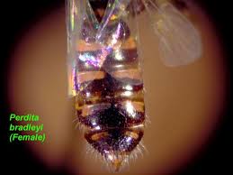 Image result for Isoglossa perdita