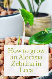How To Grow An Alocasia Zebrina In Leca New Roots Fertilizer For Plants Plant Guide