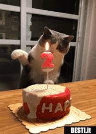 Buon Compleanno Besti It Immagini Divertenti Foto Barzellette Video Compleanno Gatti Gatti Pazzi Humor Sui Cani