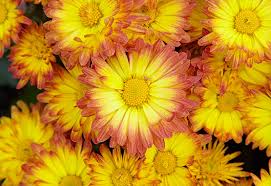 Only a few more weeks until mums arrive in full force. How To Grow Mums Garden Gate