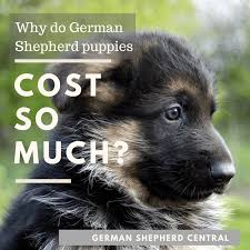 German shepherd puppies are guaranteed to make a loyal family pet with proper discipline and care! How Much Does A German Shepherd Puppy Cost German Shepherd Central