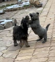 The back is wide, strong, and flexible in every movement. Funny Dog Looks Like A Hybrid Between Dog Cat Dogs Addict