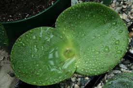 Image result for Trochomeria debilis