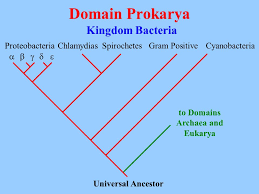 Bacteria Eubacteria Domain Prokarya Ppt Download