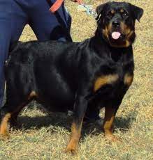 Colorful Pictures Of Rotties Rottweiler Price In India Rottweiler Puppy For Sale In Rottweiler Puppies For Sale Rottweiler Puppies German Rottweiler Puppies