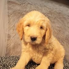 We sell our puppies nationwide. Weston Goldendoodle Puppy 639930 Puppyspot