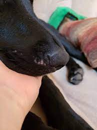 My 1 Year Old German Shepard Mix Has Some White Spots Immediately Next To His Nose On His Snout And Where His Whiskers Are It Doesn T Petcoach