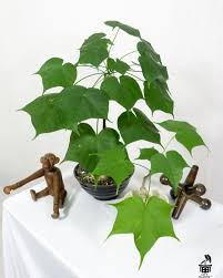 Image result for Firmiana