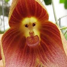 Monkey Face Orchid Seeds Dracula Simia ...