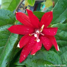 Image result for Passiflora vitifolia