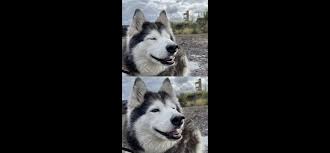 I've seen her a few times, is she nice? Like does she let people pet her?