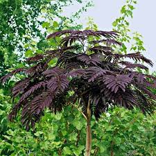 Zone 6b and my chocolate silk is growing like crazy. Albizia Julibrissin Summer Chocolate Purple Silk Tree Albizzia 150 200cms Garden Plants